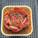 Echeveria Hybrid sp. 1"-2" Hand-Selected Clone (From Brotherly Farm) Succulent Plant Cutting