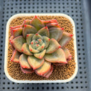 Echeveria Hybrid sp. 1"-2" Hand-Selected Clone (From Brotherly Farm) Succulent Plant Cutting