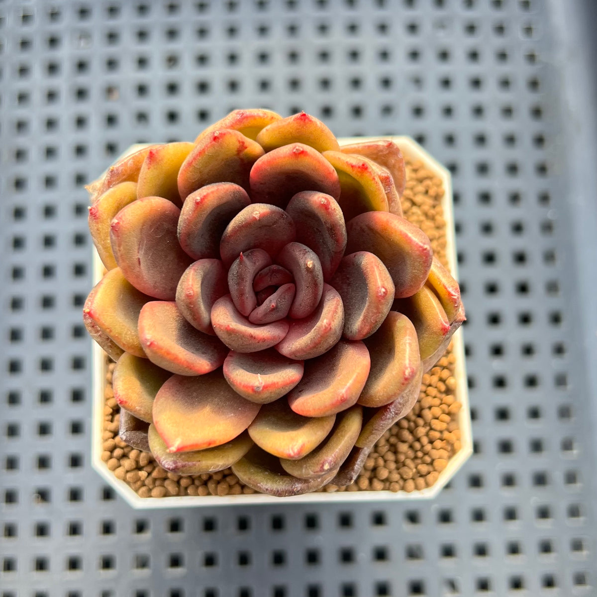 Echeveria Hybrid sp. 1"-2" Hand-Selected Clone (From Brotherly Farm) Succulent Plant Cutting