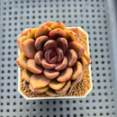 Echeveria Hybrid sp. 1"-2" Hand-Selected Clone (From Brotherly Farm) Succulent Plant Cutting