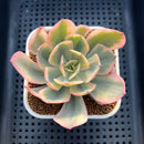 Echeveria 'Secunda' Variegated 2"-3" Succulent Plant Cutting