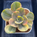 Echeveria 'Silk Road' Variegated 3" Succulent Plant Cutting