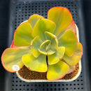 Echeveria 'Enfant' Variegated AKA 'Angpang' 2"-3" Succulent Plant