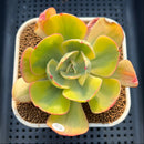 Echeveria 'Enfant' Variegated AKA 'Angpang' 2"-3" Succulent Plant