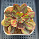 Echeveria Nodulosa 3" Succulent Plant Cutting