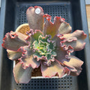 Echeveria 'Speed Bump' 3"-4" Succulent Plant Cutting