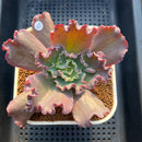 Echeveria 'Speed Bump' 3"-4" Succulent Plant Cutting