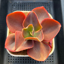 Echeveria Frill sp. 3"-4" Succulent Plant Cutting