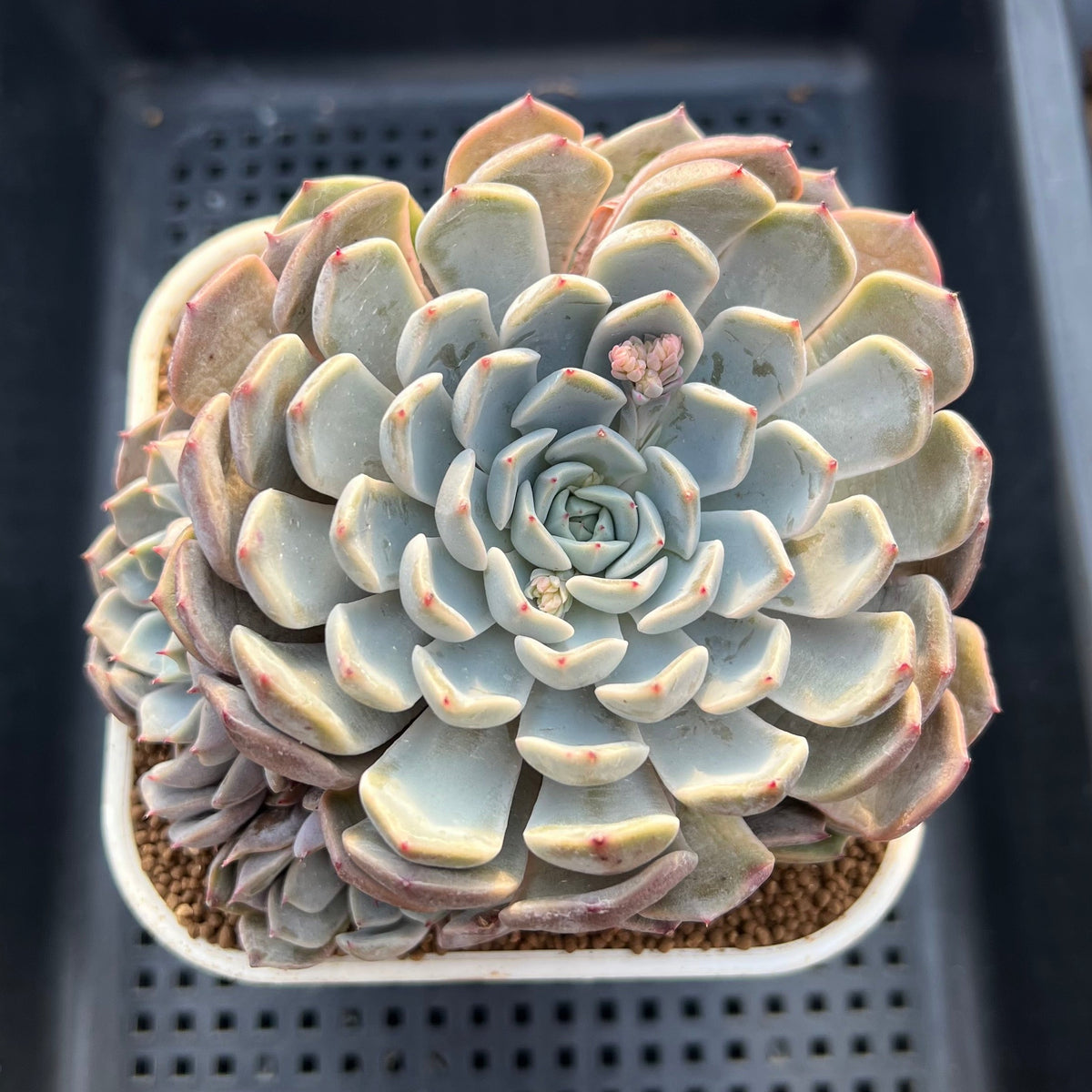 Echeveria Hybrid sp. 3"-4" Large Hand-Selected Clone (From Flower Village) Succulent Plant Cutting