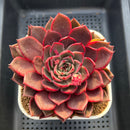 Echeveria Hybrid sp. 3"-4" Large Hand-Selected Clone (From Flower Village) Succulent Plant Cutting