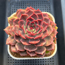 Echeveria Hybrid sp. 3"-4" Large Hand-Selected Clone (From Flower Village) Succulent Plant Cutting