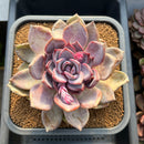 Echeveria Hybrid sp. 5"-6" Large Hand-Selected Clone (From Flower Village) Succulent Plant Cutting