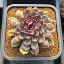 Echeveria Hybrid sp. 5"-6" Large Hand-Selected Clone (From Flower Village) Succulent Plant Cutting