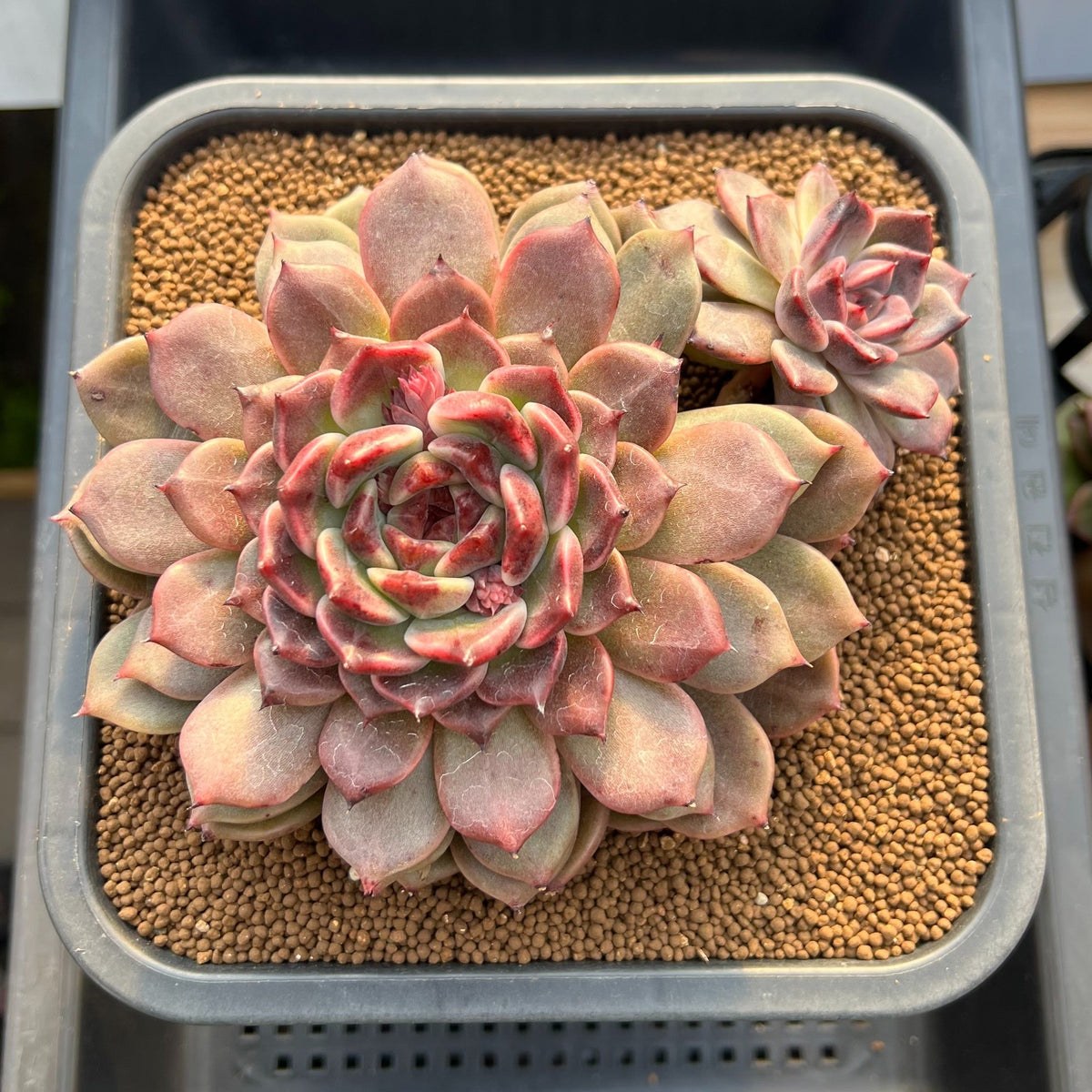 Echeveria Hybrid sp. 5"-6" Large Hand-Selected Clone (From Flower Village) Succulent Plant Cutting