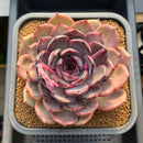 Echeveria Hybrid sp. 5"-6" Large Hand-Selected Clone (From Flower Village) Succulent Plant Cutting