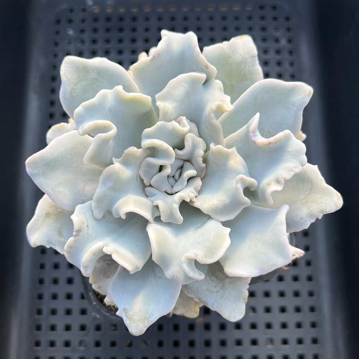 Echeveria Lilacina 'Crispate Beauty' 4" Succulent Plant