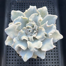Echeveria Lilacina 'Crispate Beauty' 4" Succulent Plant