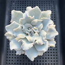 Echeveria Lilacina 'Crispate Beauty' 4" Succulent Plant