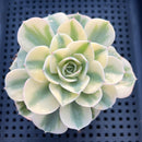 Echeveria 'Compton Carousel' Variegated 3" Succulent Plant