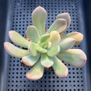 Graptoveria 'Torres' Variegated 3" Succulent Plant
