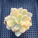 Graptoveria 'Torres' Variegated 2"-3" Succulent Plant