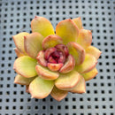 Echeveria 'Homage' 1"-2" Succulent Plant