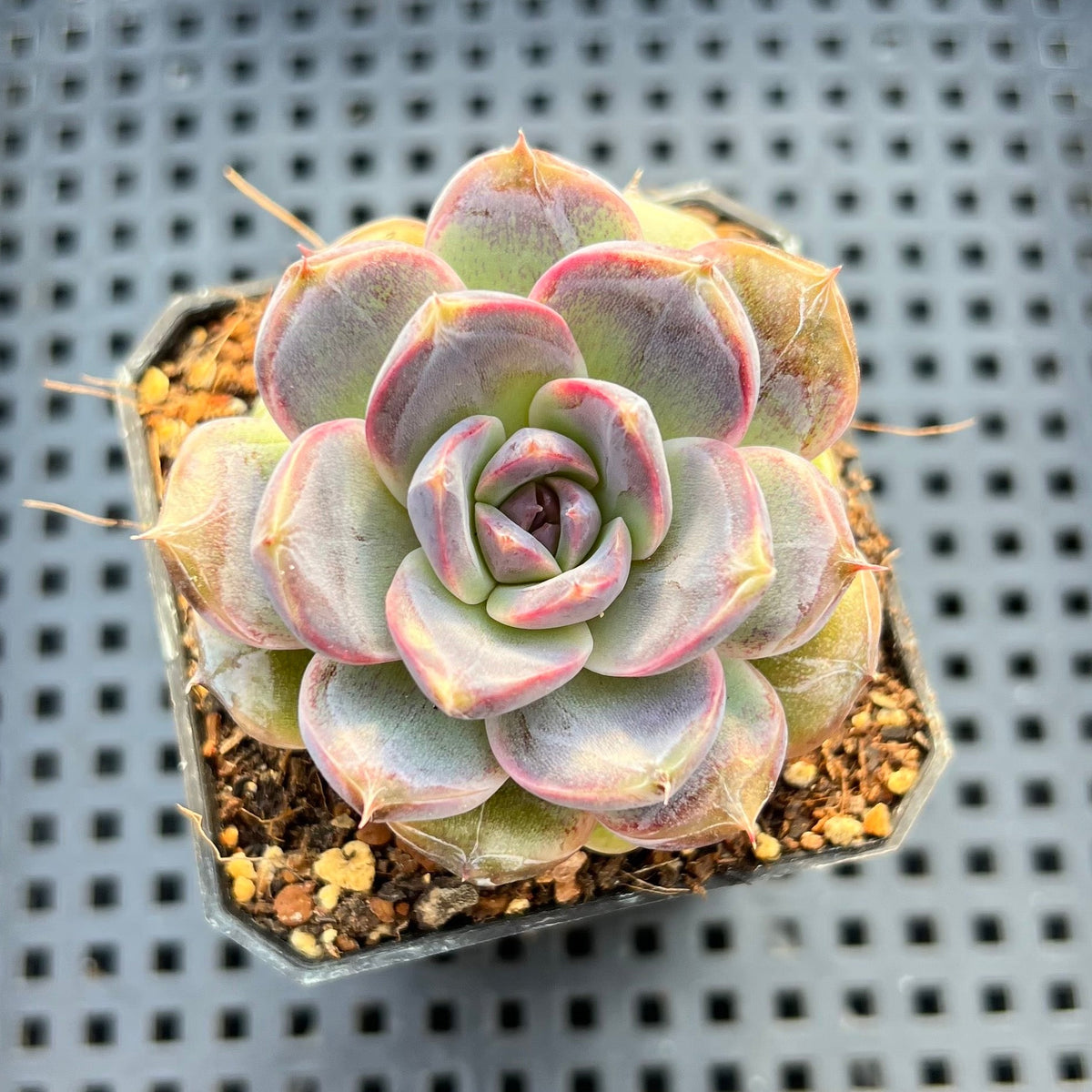Echeveria sp. 2" Succulent Plant