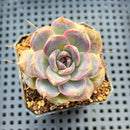 Echeveria sp. 2" Succulent Plant