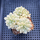 Echeveria sp. Variegated 2"-3" Succulent Plant