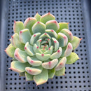 Echeveria Chihuahuaensis 2" Succulent Plant