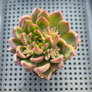 Echeveria sp. 2" Succulent Plant