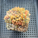 Echeveria 'Ariel' Crested 2" Succulent Plant