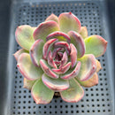 Echeveria sp. 3" Succulent Plant