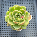 Echeveria sp. 2" Succulent Plant