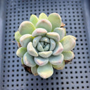 Graptoveria 'Highstone' 3" Succulent Plant