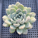 Graptoveria 'Highstone' 3" Succulent Plant