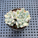Echeveria Cuspidata var. Zaragozae 2" Succulent Plant