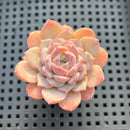 Echeveria sp. 2" Succulent Plant