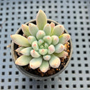 Echeveria 'Hamilton' 1"-2" (Setosa Hybrid) Succulent Plant