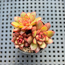 Echeveria sp. 2" Succulent Plant