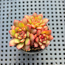 Echeveria sp. 2" Succulent Plant
