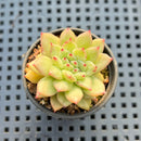 Echeveria sp. 1"-2" Succulent Plant