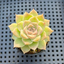 Echeveria 'Malgan' 2" Succulent Plant