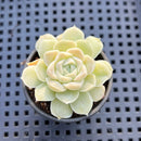 Echeveria 'White Elegans' 1" Succulent Plant