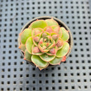 Echeveria Longissima Carunculated 1" Succulent Plant