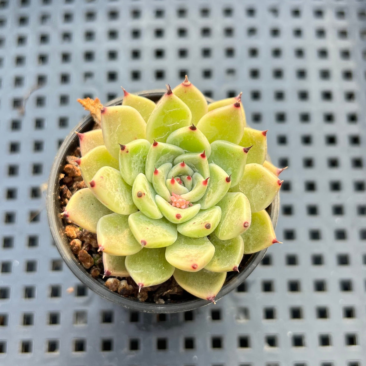 Echeveria 'Primavera' 2" Succulent Plant