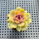 Echeveria sp. 1"-2" Succulent Plant