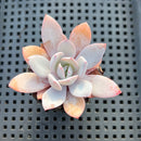 Echeveria ‘White Lotus’ 1”-2” Succulent Plant