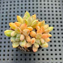 Pachyphytum sp. 2" Succulent Plant