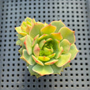 Echeveria sp. 2" Succulent Plant